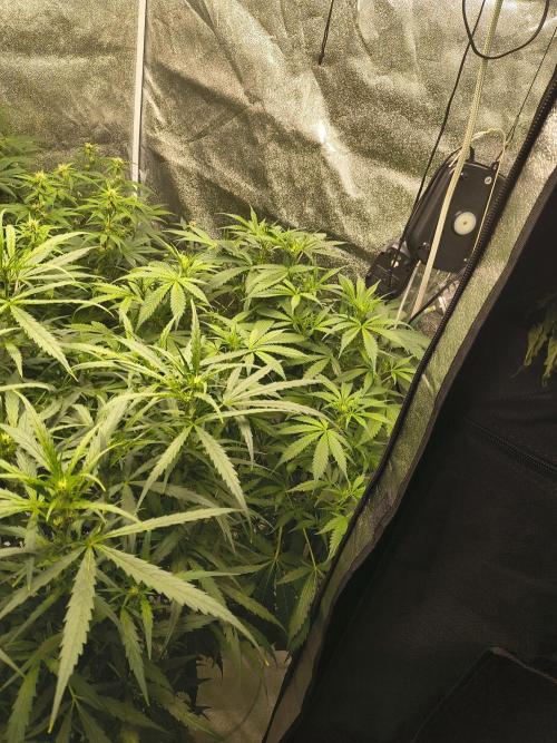 Peach Crescendos Ethos Genetics. Week 5