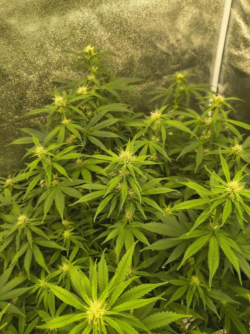 Krazy K's Purple Strawberry Cheesecake. Week 5