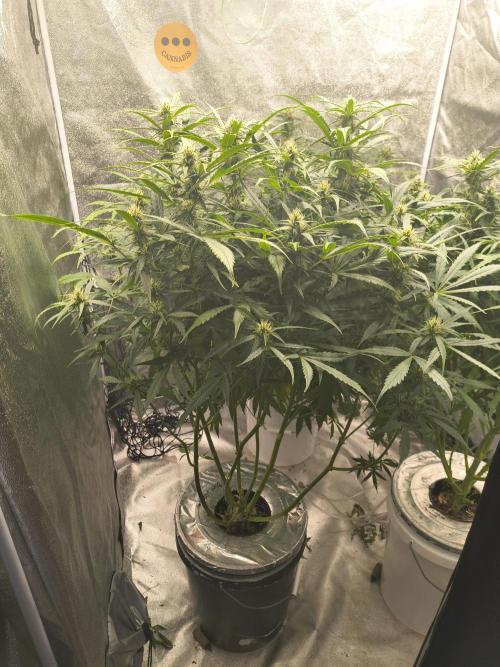 Peach Crescendos Ethos Genetics. Week 6