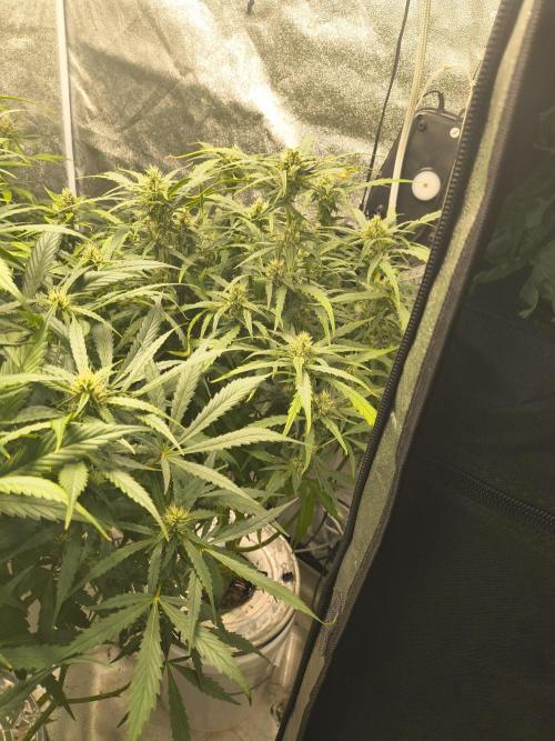 Peach Crescendos Ethos Genetics. Week 6