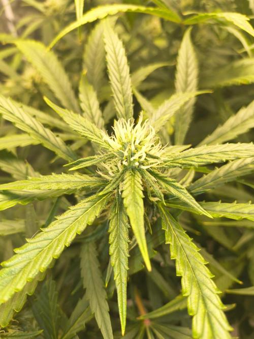 Peach Crescendos Ethos Genetics. Week 6