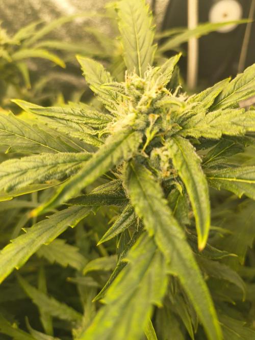 Peach Crescendos Ethos Genetics. Week 6