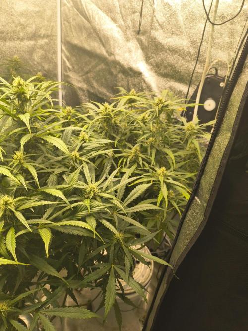 Peach Crescendos Ethos Genetics. Week 6