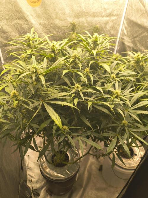 Peach Crescendos Ethos Genetics. Week 6