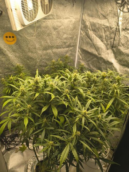 Peach Crescendos Ethos Genetics. Week 6