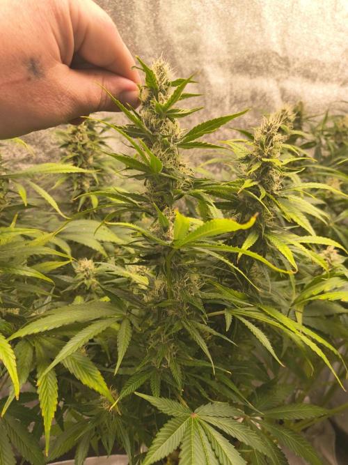 Krazy K's Purple Strawberry Cheesecake. Week 6