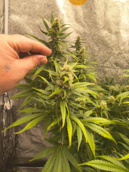 Krazy K's Purple Strawberry Cheesecake. Week 6