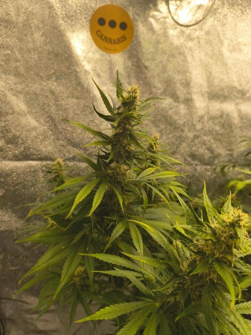 Krazy K's Purple Strawberry Cheesecake. Week 6