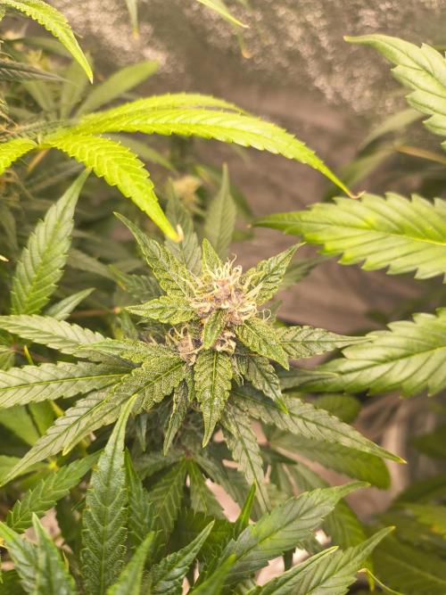 Krazy K's Purple Strawberry Cheesecake. Week 6