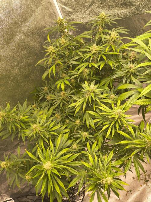 Krazy K's Purple Strawberry Cheesecake. Week 6