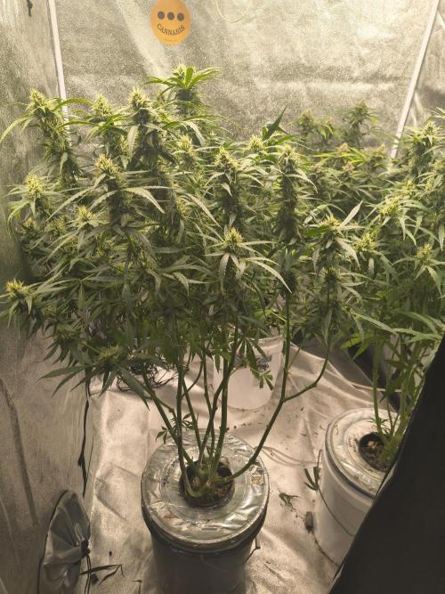 Peach Crescendos Ethos Genetics. Week 7
