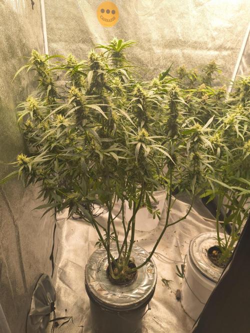 Peach Crescendos Ethos Genetics. Week 7