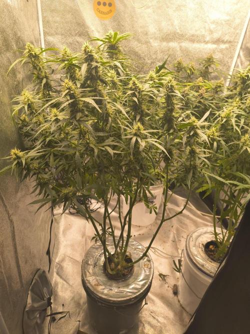 Peach Crescendos Ethos Genetics. Week 7