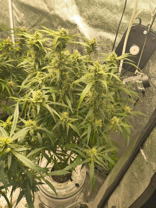 Peach Crescendos Ethos Genetics. Week 7