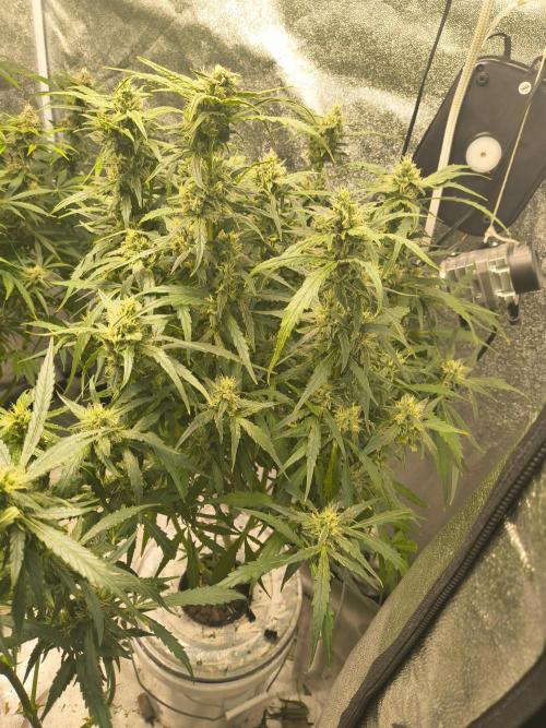 Peach Crescendos Ethos Genetics. Week 7