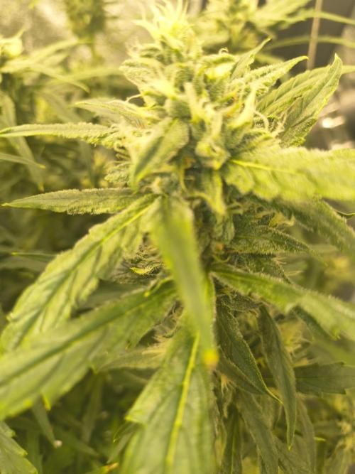 Peach Crescendos Ethos Genetics. Week 7