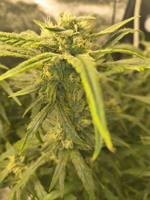 Peach Crescendos Ethos Genetics. Week 7