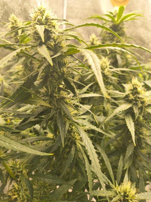 Peach Crescendos Ethos Genetics. Week 7