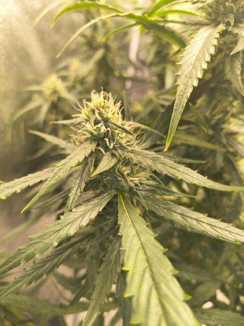 Peach Crescendos Ethos Genetics. Week 7