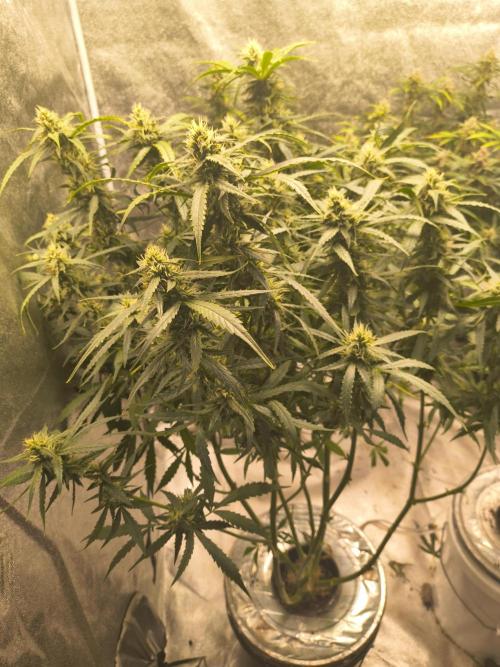 Peach Crescendos Ethos Genetics. Week 7
