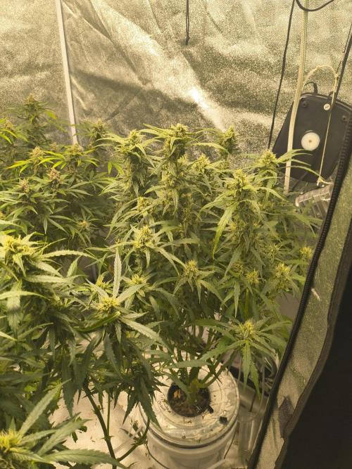 Peach Crescendos Ethos Genetics. Week 7