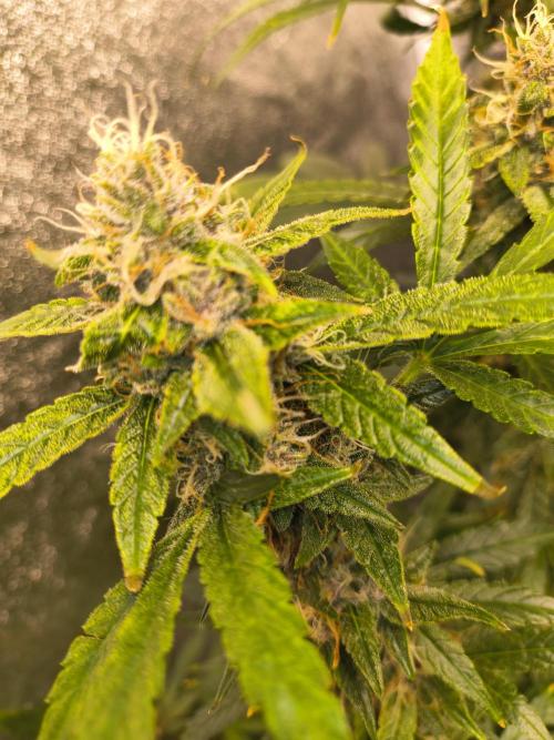 Krazy K's Purple Strawberry Cheesecake. Week 7