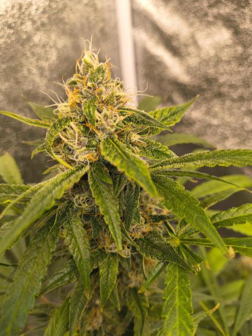 Krazy K's Purple Strawberry Cheesecake. Week 7