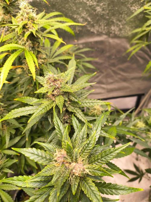 Krazy K's Purple Strawberry Cheesecake. Week 7