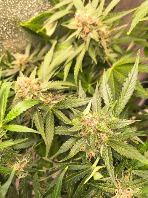 Krazy K's Purple Strawberry Cheesecake. Week 7