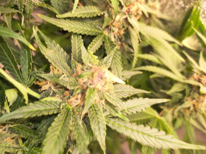 Krazy K's Purple Strawberry Cheesecake. Week 7