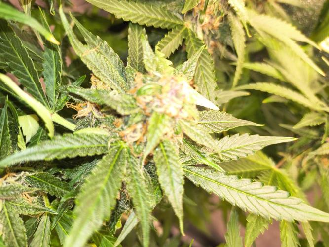 Krazy K's Purple Strawberry Cheesecake. Week 7