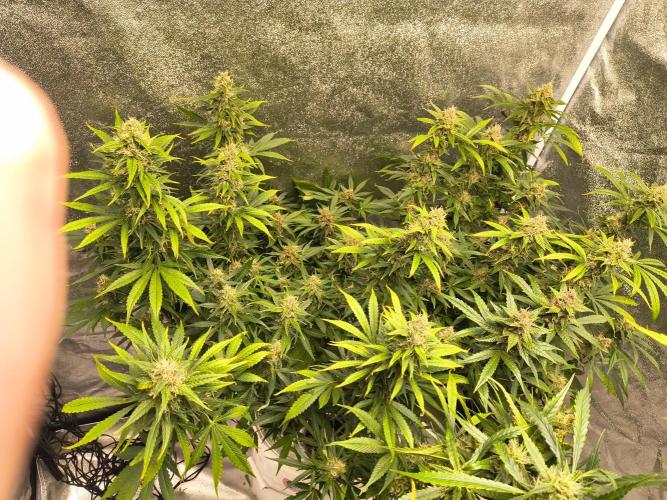 Krazy K's Purple Strawberry Cheesecake. Week 7