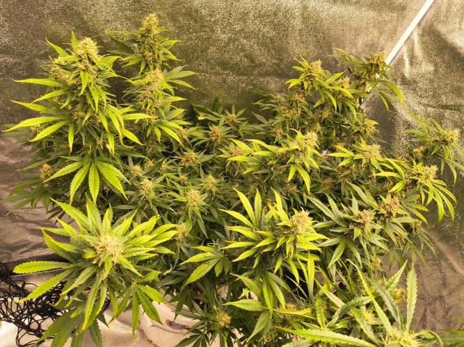 Krazy K's Purple Strawberry Cheesecake. Week 7