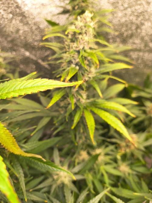 Krazy K's Purple Strawberry Cheesecake. Week 7