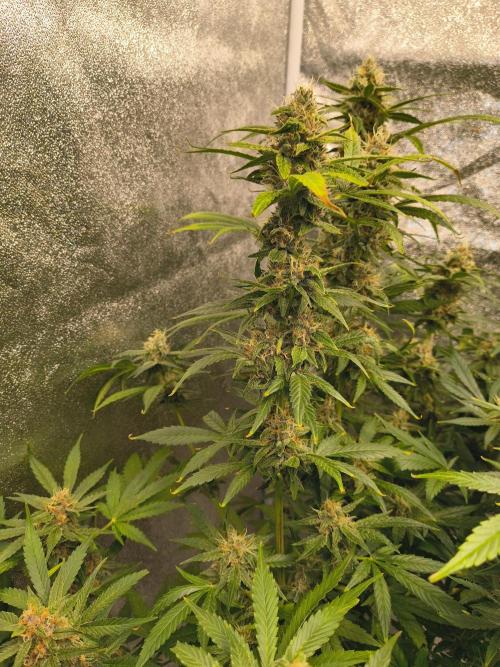 Krazy K's Purple Strawberry Cheesecake. Week 7