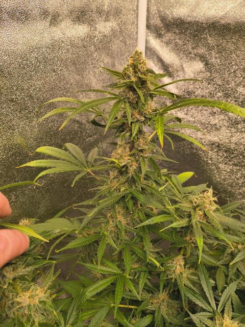 Krazy K's Purple Strawberry Cheesecake. Week 7