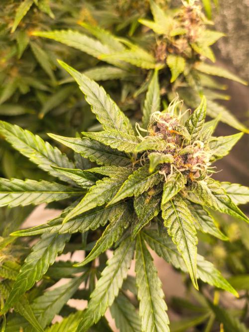 Krazy K's Purple Strawberry Cheesecake. Week 7