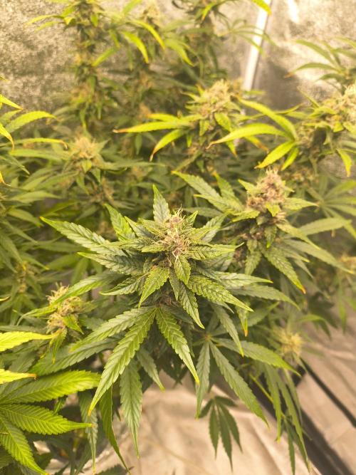 Krazy K's Purple Strawberry Cheesecake. Week 7