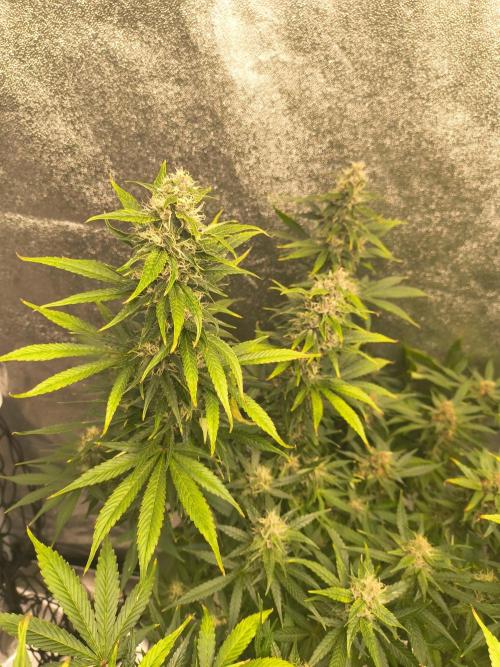 Krazy K's Purple Strawberry Cheesecake. Week 7