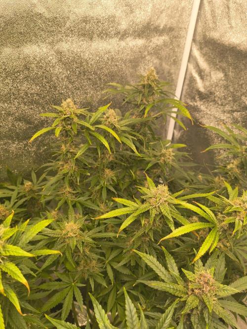 Krazy K's Purple Strawberry Cheesecake. Week 7