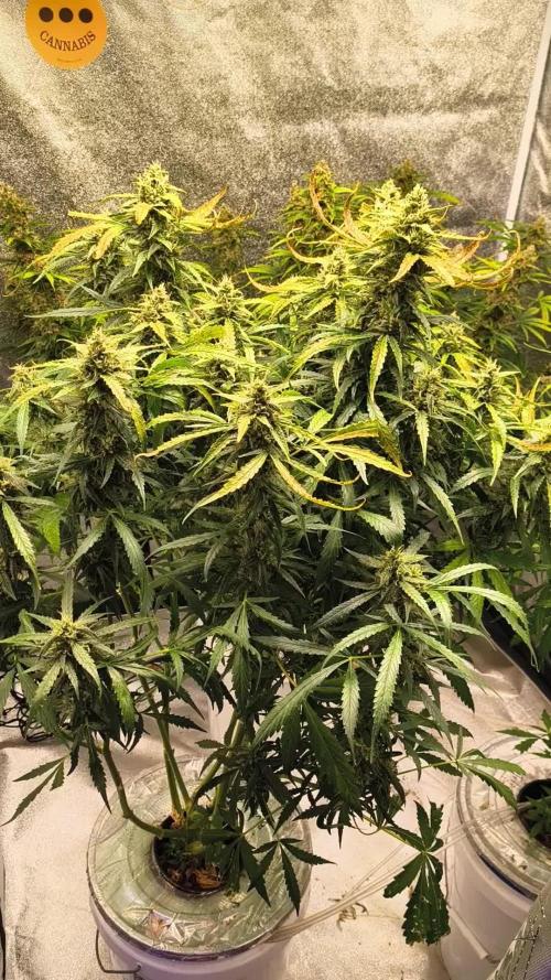 Peach Crescendos Ethos Genetics