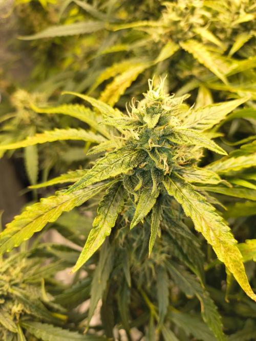 Peach Crescendos Ethos Genetics. Week 8