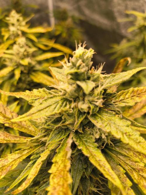 Peach Crescendos Ethos Genetics. Week 8