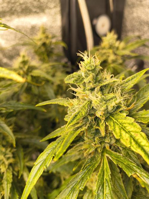 Peach Crescendos Ethos Genetics. Week 8