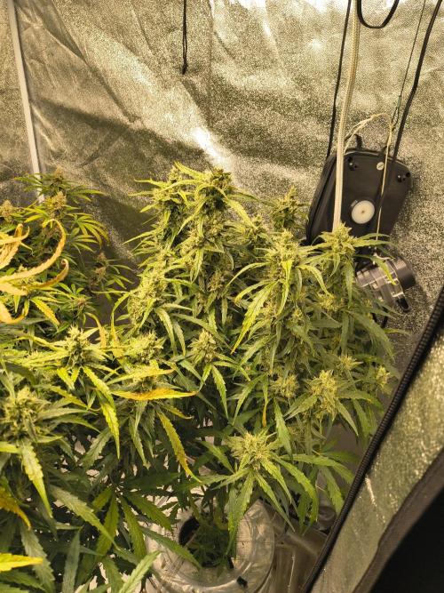 Peach Crescendos Ethos Genetics. Week 8