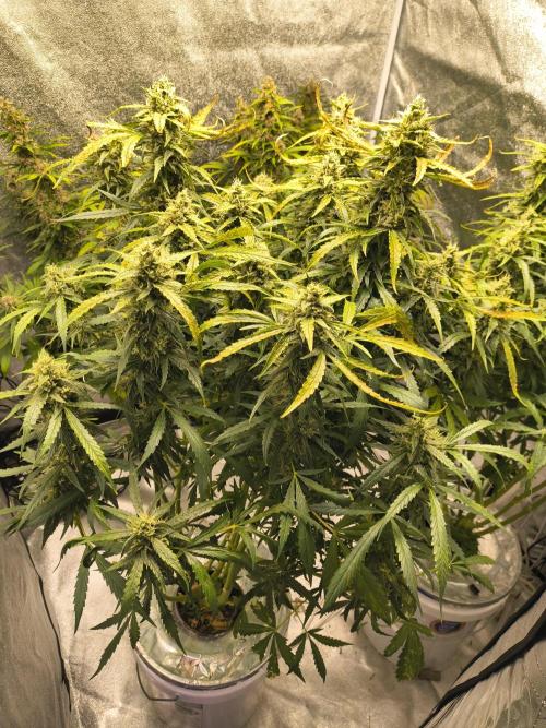 Peach Crescendos Ethos Genetics. Week 8