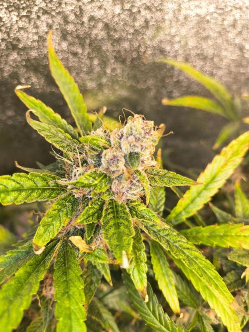 Krazy K's Purple Strawberry Cheesecake. Week 8