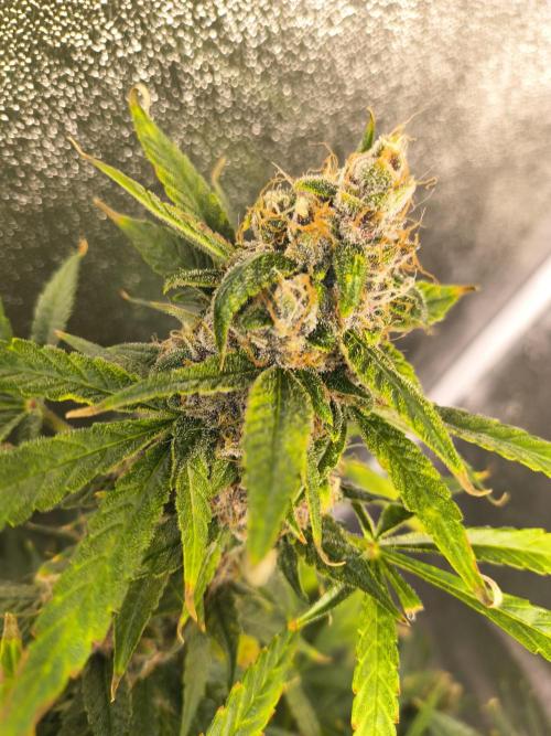 Krazy K's Purple Strawberry Cheesecake. Week 8