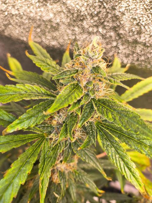 Krazy K's Purple Strawberry Cheesecake. Week 8