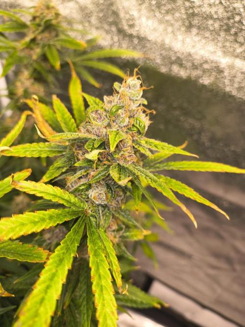 Krazy K's Purple Strawberry Cheesecake. Week 8